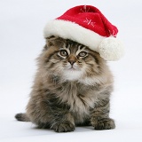 Maine Coon kitten, 8 weeks old, wearing a Santa hat