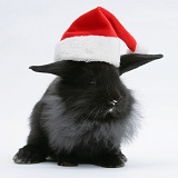 Black baby rabbit with Santa hat on