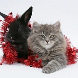 Maine Coon kitten and black rabbit with red tinsel
