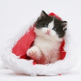 Black-and-white kitten in a Santa hat