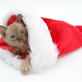 Burmese kitten in a Santa hat