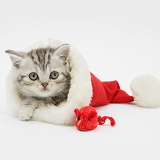 Tabby kitten in a Santa hat