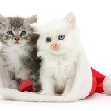 White kitten and tabby kitten in a Santa hat
