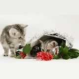 Silver tabby kittens with holly and Christmas parcel