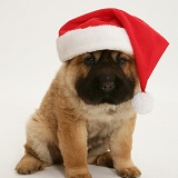 Shar Pei pup wearing a Santa hat