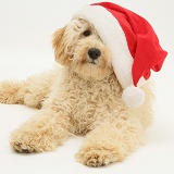 Cream Poodle wearing a Santa hat