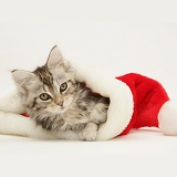 Tabby Maine Coon kitten in a Santa hat