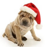Shar-pei pup wearing a Santa hat