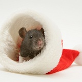 Baby rat in a Santa hat