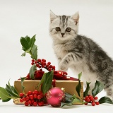 Silver tabby kitten with holly and Christmas parcel