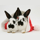 Black-and-white rabbits in a Santa hat