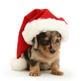 Dachshund pup wearing a Santa hat