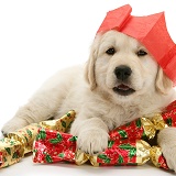 Golden Retriever pup at Christmas