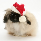 Pekingese pup wearing Santa hat