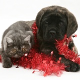 Smoke Exotic kitten and puppy with tinsel