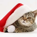 Tabby cat in Santa hat photo WP10376