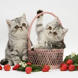Exotic kittens with pink wicker basket and strawberries