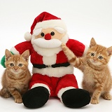 Ginger kittens with Santa toy