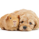 Golden Cockapoo pup, 6 weeks old, with red Guinea pig