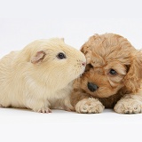 Golden Cockapoo pup with a Guinea pig