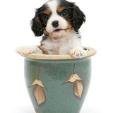 King Charles pup in a plant pot