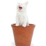 Birman x Ragdoll kitten yawning in a flowerpot