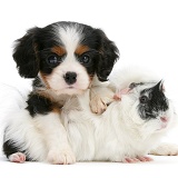 King Charles pup with black-and-white guinea pig
