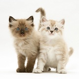 Sepia-tabby point and chocolate Birman-cross kittens
