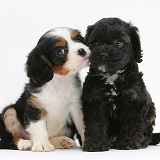 Cockapoo pup with a King Charles pup