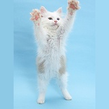 Birman x Ragdoll kitten standing with paws reaching out