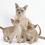 Burmese mother cat and kittens