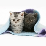 Two kittens under a scarf