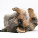 Sheltie x Poodle pup, rolling on its back