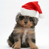 Sheltie x Poodle pup wearing a Santa hat