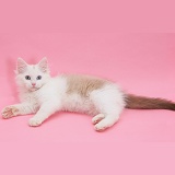 Birman x Ragdoll kitten on pink background