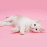 Birman x Ragdoll kitten on pink background