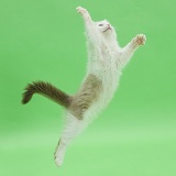 Birman x Ragdoll kitten leaping on green background