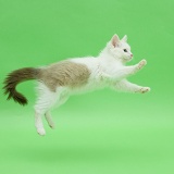 Birman x Ragdoll kitten jumping