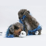 Sheltie x Poodle pups chewing Christmas decorations