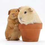 Red and yellow guinea pigs with a flowerpot
