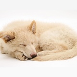 Sleepy white Alsatian pup