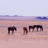 Wild horses on desert plains