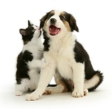 Border Collie puppy with a black-and-white kitten