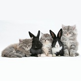 Sleepy Maine Coon kittens, 8 weeks old, with rabbits