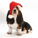 Basset Hound pup wearing a Santa hat