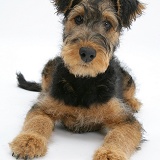 Airedale Terrier bitch pup