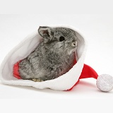 Silver baby rabbit in a Santa hat