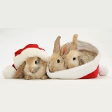 Three rabbits with Santa hats