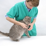 Vet nurse, Hazel, clipping Maine Coon cat's claws