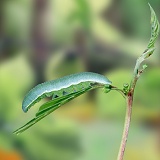 Brimstone caterpillar